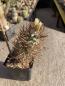 Preview: Turbinicarpus flaviflorus